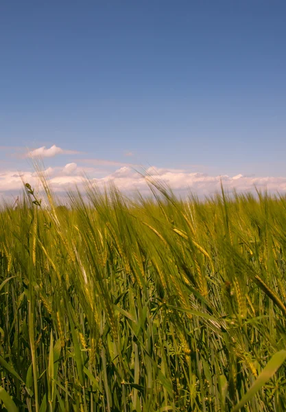 A rye field — Stock Photo, Image
