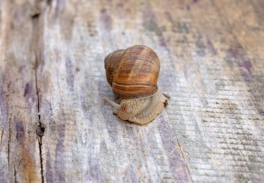 yenilebilir bir salyangoz