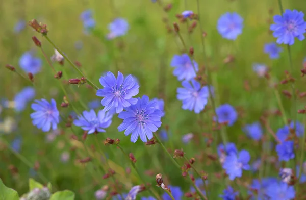 Ein Hintergrund aus Blumen — Stockfoto