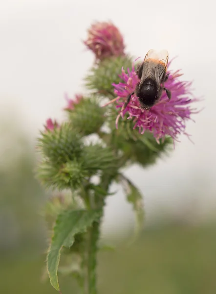 꿀벌을 닫습니다. — 스톡 사진