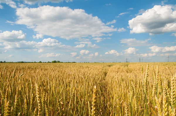 A golden wheat — Stock Photo, Image