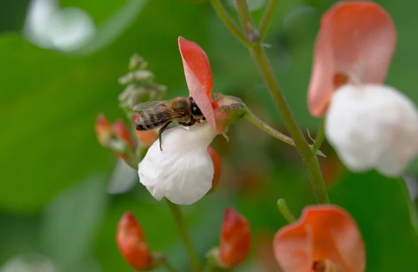 Een honingbij verzamelt — Stockfoto