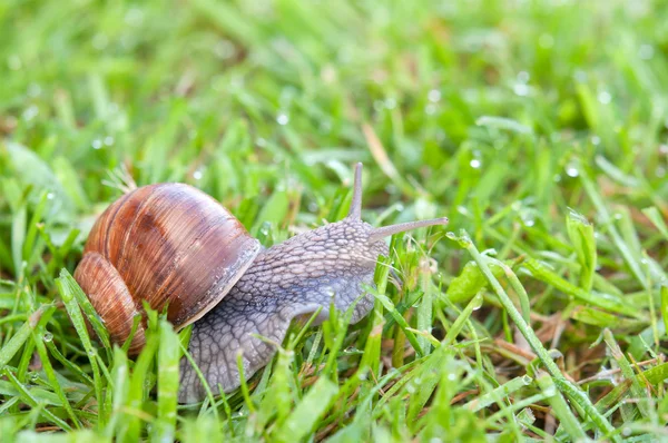 Snail in grass — Stock Photo, Image