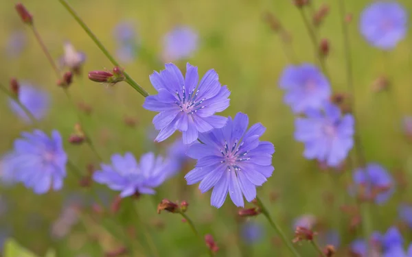 En sommarblommor — Stockfoto