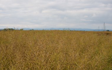 Kolza tohumu yakın çekim