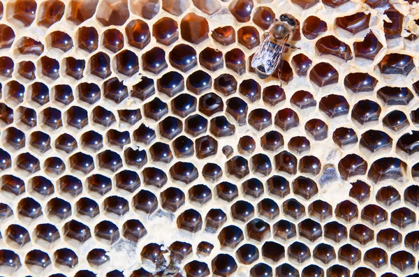 Bee fyller honungskakor — Stockfoto