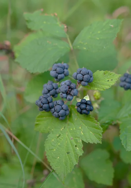 Blackberry aus nächster Nähe — Stockfoto