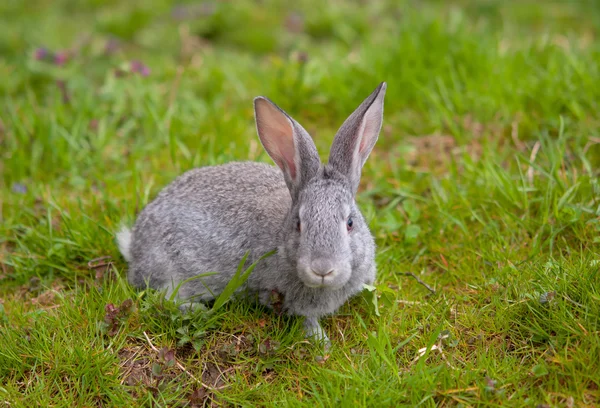 A little rabbit — Stock Photo, Image