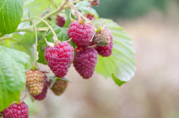 成熟的莓 — 图库照片