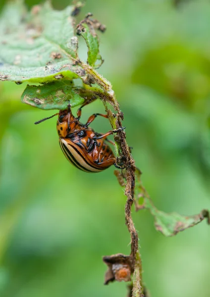 A colorado beetle — Stock Photo, Image