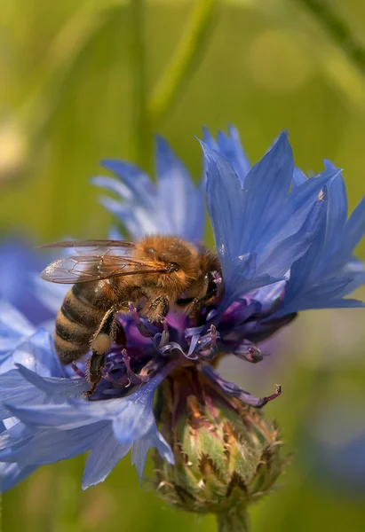 Bee verzamelt nectar — Stockfoto