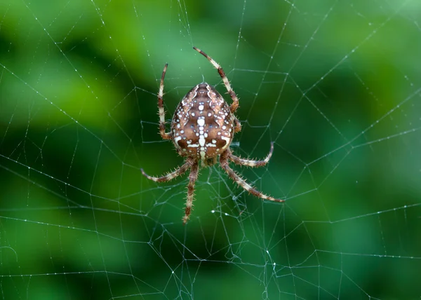Une araignée croisée — Photo