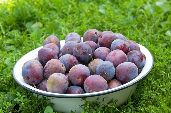 Plums in bowl — Stock Photo, Image