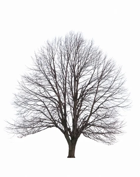 Strom zblízka — Stock fotografie