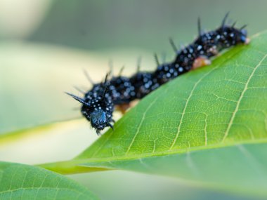 tırtıllar yakın çekim