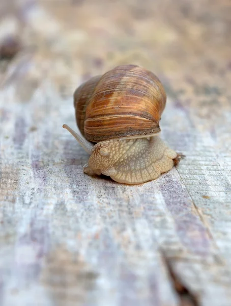 可食用的蜗牛 — 图库照片