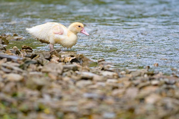 Duckling Swimming Crystal Clear Water Sunny Summer Day — Stock Photo, Image