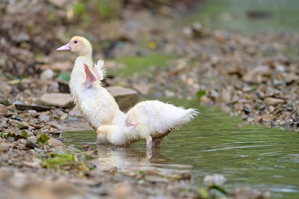 Ducklings Zwemmen Kristalhelder Water Zonnige Zomerdag — Stockfoto