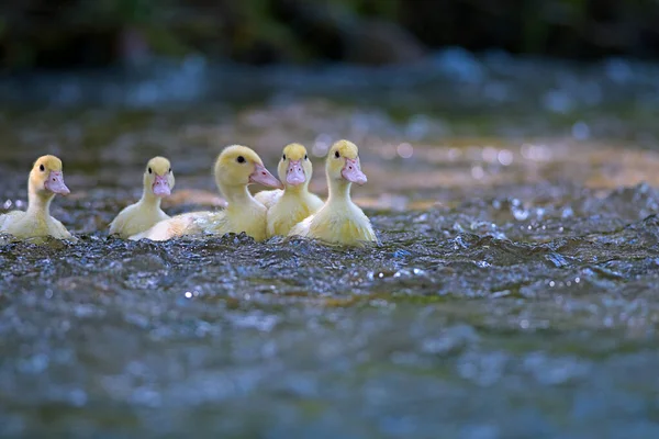 湖でアヒルと幸せな黄色のアヒルの家族 平和な動物の家族の肖像画グループの象徴安全の調和を信頼する — ストック写真