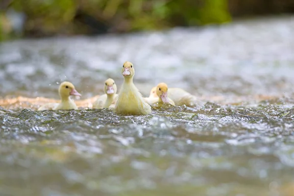 Happy Yellow Duck Family Duckling Lake Symbolic Peaceful Animal Family — Stock Photo, Image