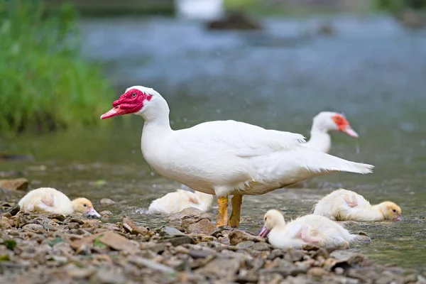 Widok Biały Muscovy Duck Pływa Rzece — Zdjęcie stockowe
