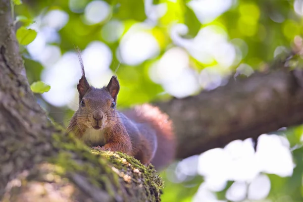 Écureuil Sur Branche Arbre Gros Plan — Photo