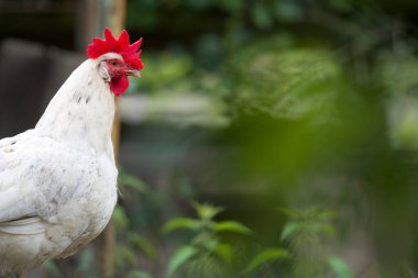 Beyaz tavuk çimlerin üzerinde yürüyor. 