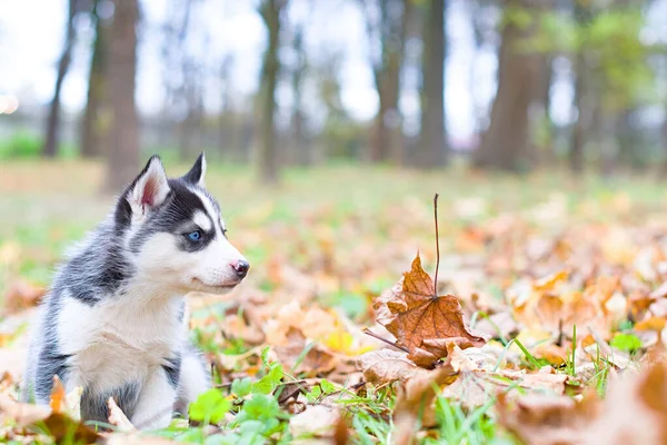 Retrato Cão Folhas Outono Siberian Husky Preto Branco Cor Livre — Fotografia de Stock