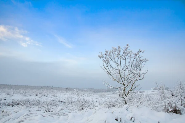 Bellissimo Paesaggio Esterno Con Albero Solitario Nella Stagione Invernale Neve — Foto Stock