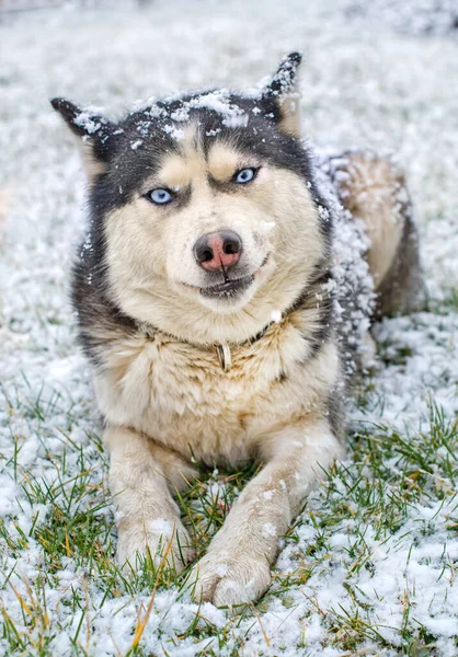 Syberyjski Husky Syberyjski Husky Spaceruje Zimowym Polu — Zdjęcie stockowe