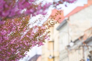 Ara sokaktaki ağaçlarda çiçek açan güzel sakura çiçekleri. Sakura pembe çiçekleri ve taze yeşil yapraklar güneşli bir ışıkta Spring City caddesinde manzara manzarası. 