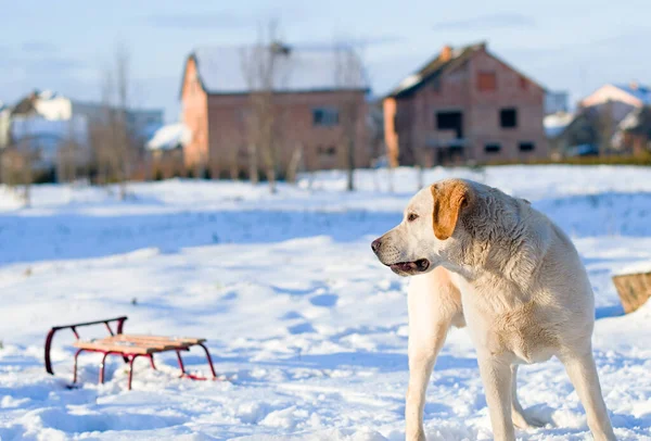 Labrador Retriever Cão Andando Brincando Parque Com Neve — Fotografia de Stock