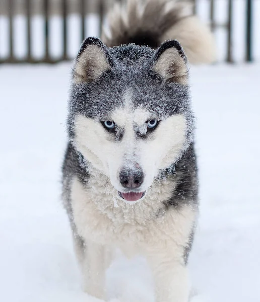 Śnieg Głowie Syberyjskiego Psa Husky Zamknij Się — Zdjęcie stockowe