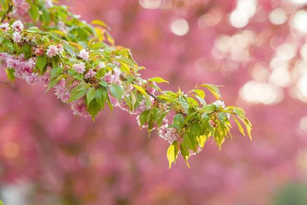 Frühling Blühen Rosa Sakura Blüten Vintage Süßkirschblüte Weichen Ton Textur — Stockfoto