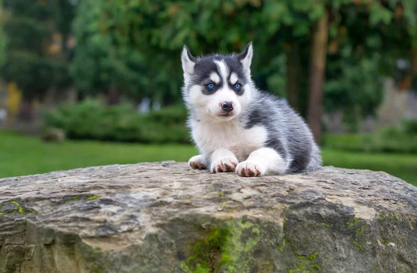 Cachorrinho Husky Siberiano Pedra Close — Fotografia de Stock