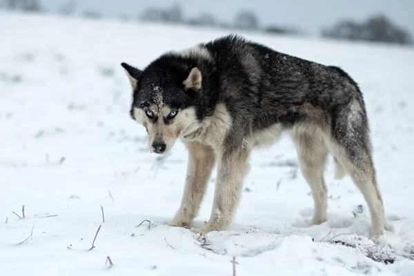 Husky Hund Går Snön Porträtt Husky Hundar — Stockfoto