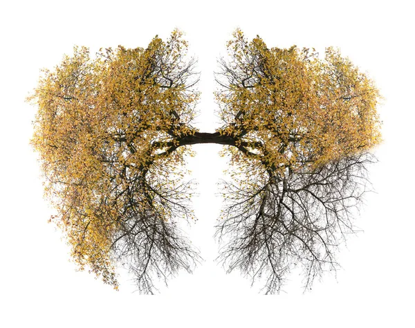 白い肺に隔離された黄色い木 — ストック写真
