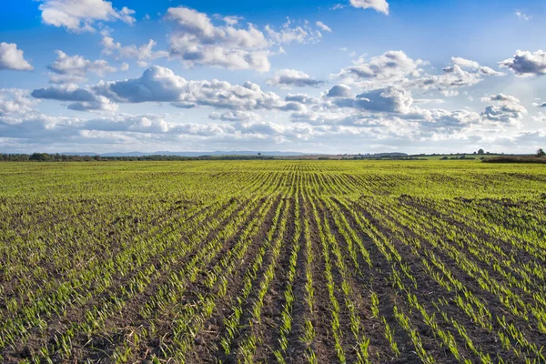 Paysage Avec Champs Agricoles Arrière Plan Agricole — Photo