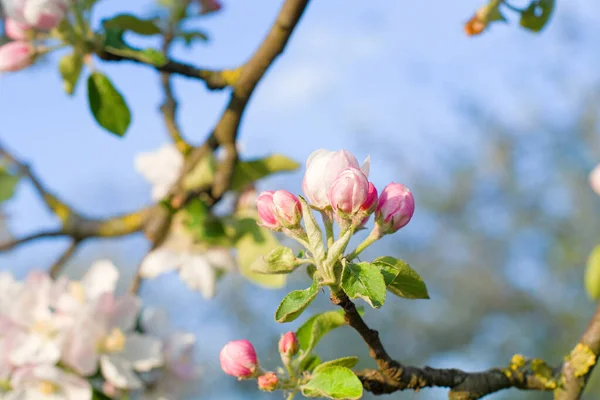 Blühender Apfelgarten Frühling — Stockfoto