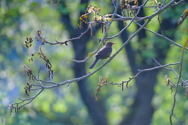 Pájaro Negro Macho Turdus Merula Primavera Disparado Árbol Pájaro Negro — Foto de Stock