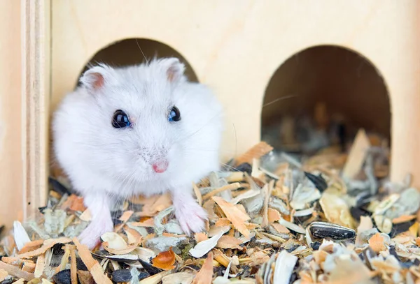 Primer Plano Lindo Hámster Una Casa Mantenimiento Cuidado Los Animales — Foto de Stock