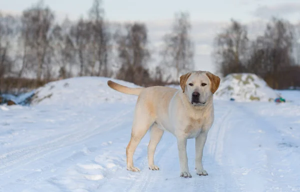 Piękny Pies Labrador Retriever Głębokim Śniegu — Zdjęcie stockowe