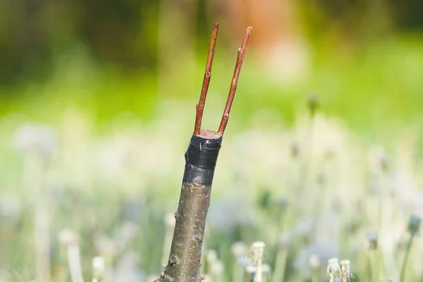 Apple Trees Renovation Grafting — Stock Photo, Image