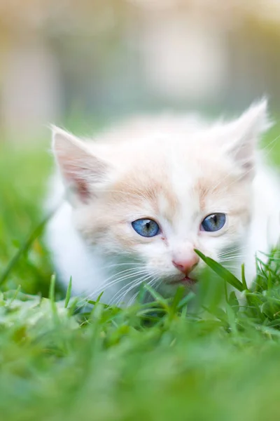 Huskatt För Promenad Katt Och Fjäder — Stockfoto