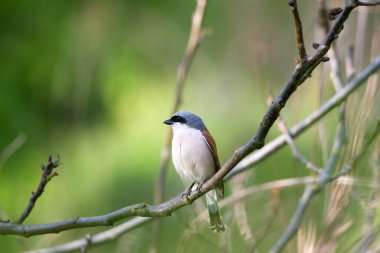 Kırmızı sırtlı örümcekkuşu, Lanius Collurio. Kuş bir dala oturur. Erkek, yaklaş.