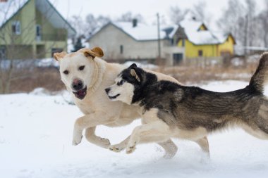 Golden Retriever ve Husky köyde kışın oynuyorlar.