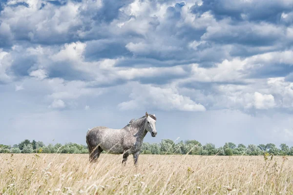 Krásný Bílý Kůň Pozadí Oblohy — Stock fotografie