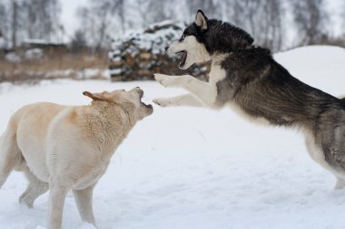 Golden Retriever ve Husky köyde kışın oynuyorlar.