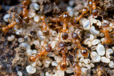 Karınca yuvasında beyaz yumurtalı kırmızı karıncalar