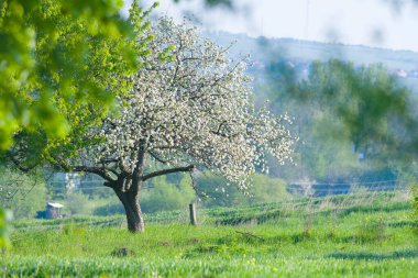 Baharda çiçek açan elma bahçesi. Kapat.